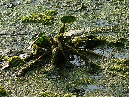 Trapa natans \ Wassernuss / Water Caltrop, D Dettenheim-Russheim 11.9.2008