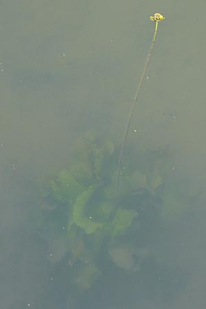 Nuphar lutea \ Teichrose, Groe Mummel / Yellow Water Lily, D Heidelberg 6.9.2009