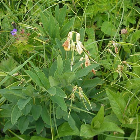 Astragalus frigidus \ Gletscher-Tragant, D Immenstadt 21.6.2011