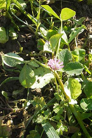 Trifolium resupinatum \ Persischer Wende-Klee, D Kehl 15.10.2011