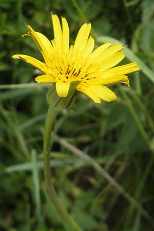 Tragopogon pratensis \ Gewhnlicher Wiesen-Bocksbart, D Wellheim im Urdonautal 6.6.2012