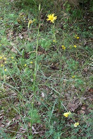 Tragopogon pratensis / Meadow Salsify, Goat's-Beard, D Mainz 30.6.2012