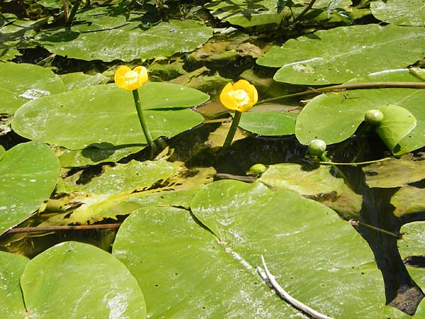 Nuphar lutea \ Teichrose, Groe Mummel, D Kinding 16.6.2014