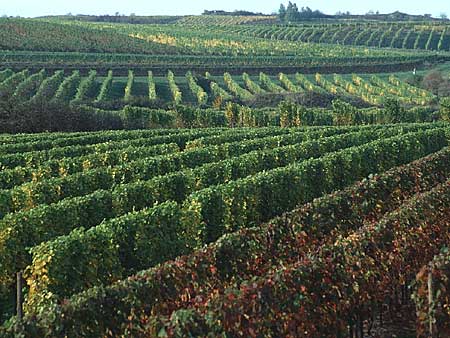 Vitis vinifera \ Weinrebe, D Rheinhessen 21.10.1990