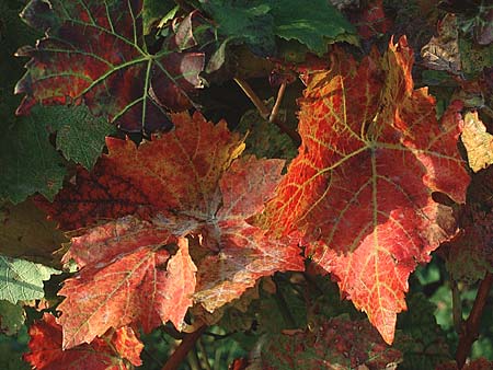 Vitis vinifera \ Weinrebe, D Rheinhessen 21.10.1990