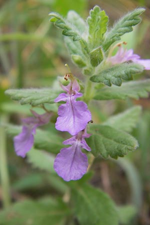 Teucrium scordium \ Knoblauch-Gamander / Water Germander, D Pfalz, Speyer 3.7.2012