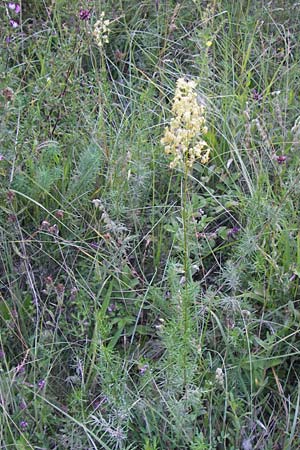 Thalictrum simplex \ Einfache Wiesenraute, Labkraut-Wiesenraute / Small Meadow-Rue, D Ketsch 19.7.2013