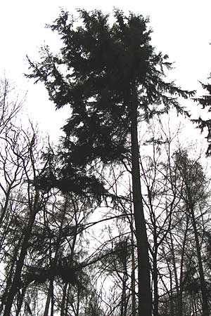 Tsuga heterophylla \ Westamerikanische Schierlings-Tanne, Westliche Hemlock-Tanne / Western Hemlock Fir, D Heidelberg 15.3.2014