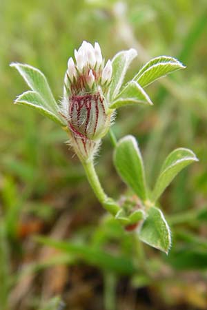 Trifolium striatum \ Gestreifter Klee / Knotted Clover, D Wetzlar 24.5.2014
