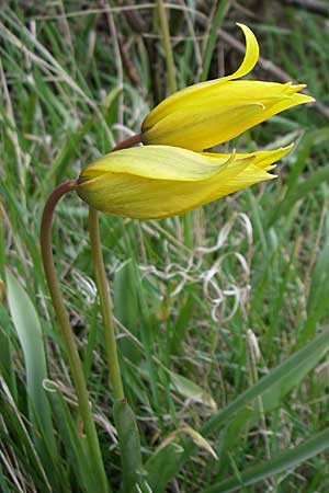 Tulipa sylvestris subsp. sylvestris \ Wild-Tulpe, D Rheinhessen, Gau-Odernheim 13.4.2008