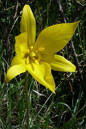 Tulipa sylvestris subsp. sylvestris \ Wild-Tulpe / Wild Tulip, D Rheinhessen, Gau-Odernheim 20.4.2008