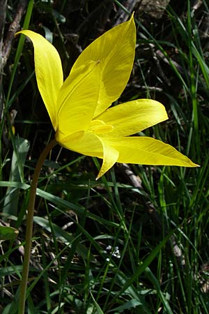 Tulipa sylvestris subsp. sylvestris \ Wild-Tulpe, D Rheinhessen, Gau-Odernheim 20.4.2008