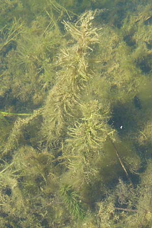 Hippuris vulgaris \ Tannenwedel, D Römerberg 5.9.2009