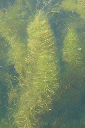 Hippuris vulgaris \ Tannenwedel / Mare's Tail, D Römerberg 5.9.2009