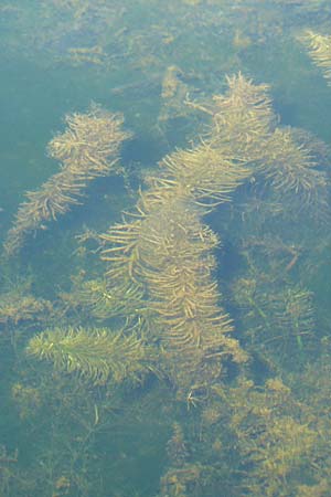 Hippuris vulgaris \ Tannenwedel, D Römerberg 5.9.2009