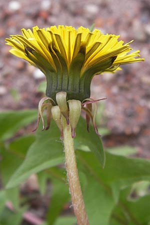 Taraxacum sublongisquamum ? / Longish-Flaky Dandelion, D Mannheim 1.5.2013