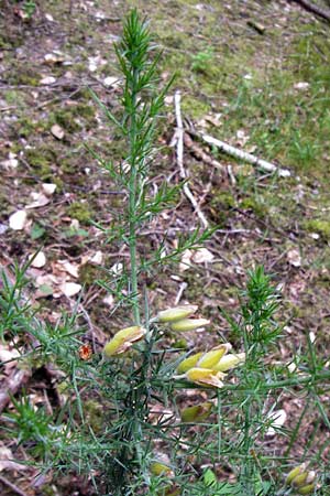 Ulex europaeus \ Europischer Stechginster, D Odenwald, Erbach 30.5.2014