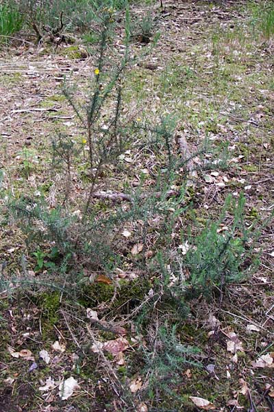 Ulex europaeus \ Europischer Stechginster / Gorse, D Odenwald, Erbach 30.5.2014