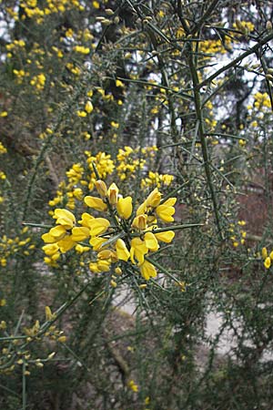 Ulex europaeus \ Europischer Stechginster, D Botan. Gar.  Universit.  Heidelberg 17.3.2007