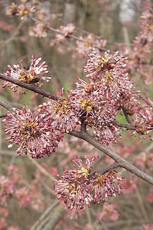 Ulmus minor \ Feld-Ulme, D Weinheim an der Bergstraße 14.3.2009