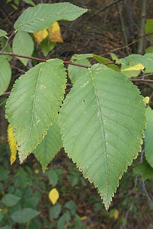 Ulmus laevis \ Flatter-Ulme / European White Elm, Russian Elm, D Pfungstadt 26.8.2009