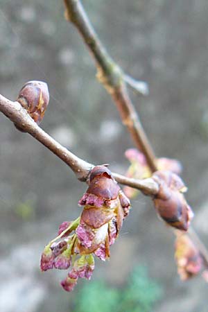 Ulmus laevis \ Flatter-Ulme / European White Elm, Russian Elm, D Odenwald, Heiligkreuz 1.4.2009