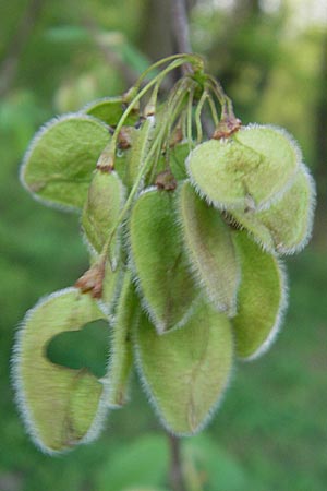 Ulmus laevis \ Flatter-Ulme, D Eggenstein 9.4.2011