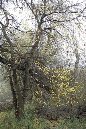 Ulmus laevis \ Flatter-Ulme / European White Elm, Russian Elm, D Mannheim 18.11.2012