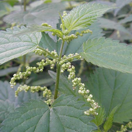 Urtica dioica \ Brenn-Nessel, D Mannheim 19.9.2011