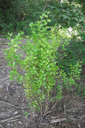 Ulmus minor / Small-Leaved Elm, D Pfalz, Speyer 15.7.2013