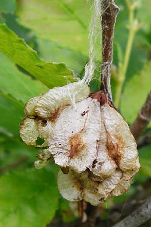 Ulmus minor \ Feld-Ulme, D Groß-Gerau 29.5.2014