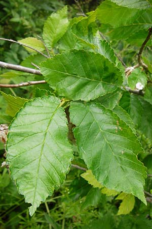 Ulmus minor \ Feld-Ulme / Small-Leaved Elm, D Groß-Gerau 29.5.2014