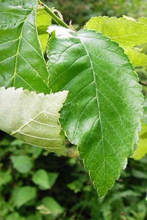 Ulmus minor / Small-Leaved Elm, D Groß-Gerau 29.5.2014