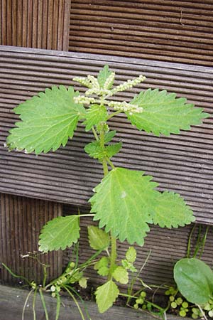 Urtica membranacea \ Geschwnzte Brenn-Nessel / Large-Leaved Nettle, D Mannheim 28.9.2014