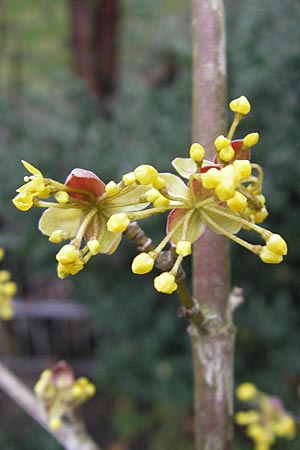 Cornus mas \ Kornelkirsche / Cornelian Cherry, D Mannheim 21.1.2012