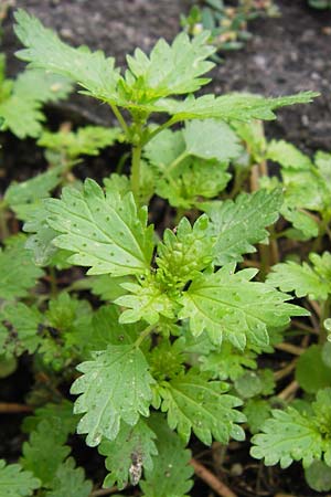 Urtica urens \ Kleine Brenn-Nessel / Small Nettle, D Mannheim 15.9.2013