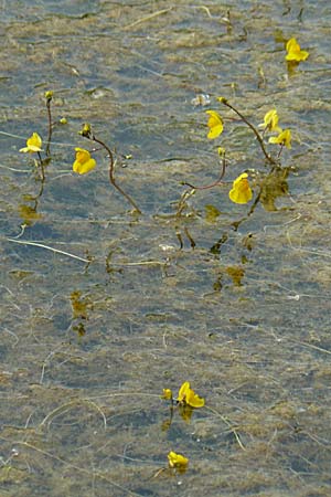 Utricularia neglecta \ Verkannter Wasserschlauch / Bladderwort, D Rheinstetten-Silberstreifen 26.7.2008