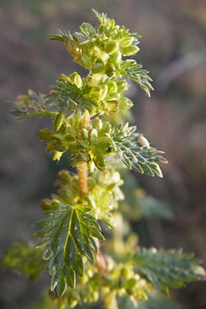 Urtica urens \ Kleine Brenn-Nessel, D Mannheim 17.10.2011