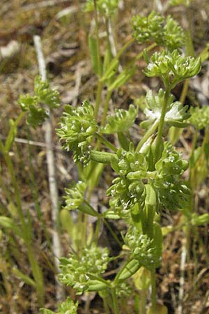 Valerianella locusta \ Feld-Salat / Corn Salad, D Mannheim 14.5.2006