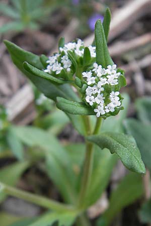 Valerianella locusta \ Feld-Salat, D Weinheim an der Bergstraße 15.4.2009