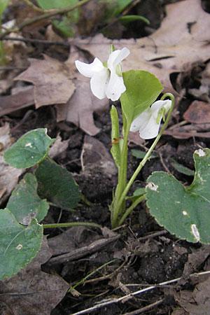 Viola alba subsp. alba \ Weies Veilchen, D Durmersheim 31.3.2010