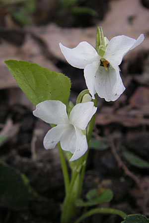 Viola alba subsp. alba \ Weies Veilchen, D Durmersheim 31.3.2010