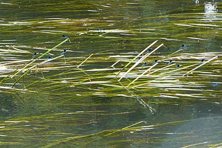 Vallisneria spiralis \ Wasserschraube / Tape Grass, D Karlsruhe 31.7.2008