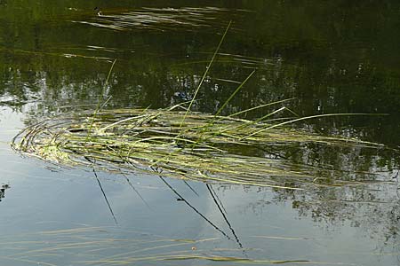 Vallisneria spiralis \ Wasserschraube / Tape Grass, D Karlsruhe 31.7.2008