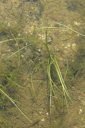 Vallisneria spiralis \ Wasserschraube / Tape Grass, D Rheinstetten-Silberstreifen 16.8.2008