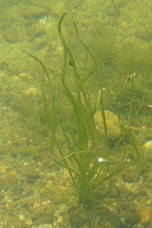 Vallisneria spiralis \ Wasserschraube / Tape Grass, D Rheinstetten-Silberstreifen 16.8.2008