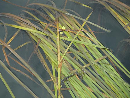 Vallisneria spiralis \ Wasserschraube, D Heidelberg 6.9.2009