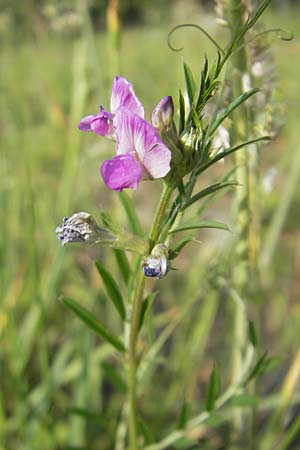 Vicia angustifolia \ Schmalblttrige Futter-Wicke / Narrow-Leaved Vetch, D Karlsruhe 20.5.2011