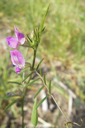 Vicia angustifolia \ Schmalblttrige Futter-Wicke / Narrow-Leaved Vetch, D Karlsruhe 20.5.2011