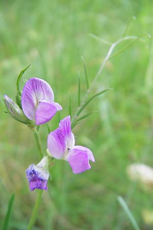 Vicia angustifolia / Narrow-Leaved Vetch, D Karlsruhe 20.5.2011